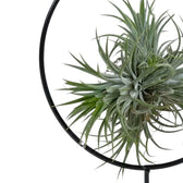 Nahaufnahme von Tillandsia ionantha mit schmalen silbrig-grünen Blättern in einer schwarzen Metallhalterung