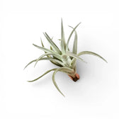 Tillandsia harrisii on white background.