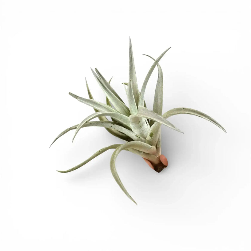 Tillandsia harrisii vor weißem Hintergrund.