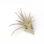 Tillandsia harrisii on white background.