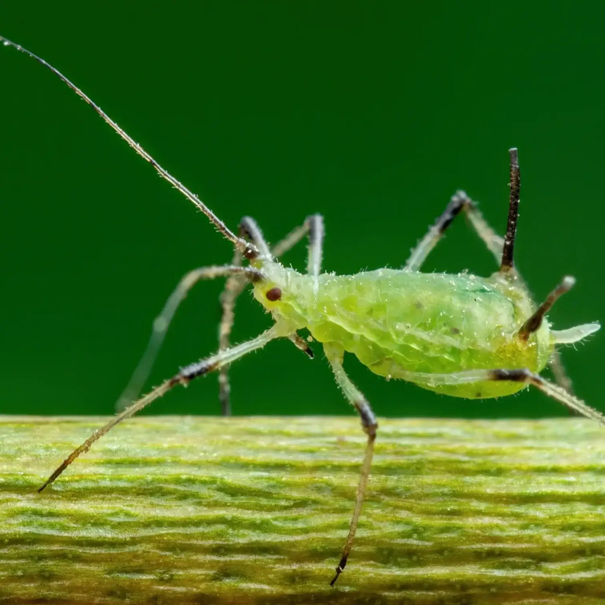 Adalia bipunctata - against Aphids on white background.