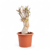 Adansonia digitata potted plant in nursery pot on white background.