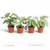 Adansonii Family plant set with four green and variegated fenestrated plants lined up in nursery pots