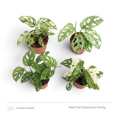 Adansonii Family plant set with four green and variegated fenestrated plants viewed from above