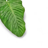 Adelonema picturatum close-up of leaf on white background.
