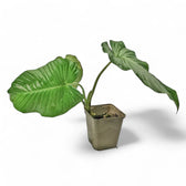 Adelonema picturatum potted plant in nursery pot on white background.