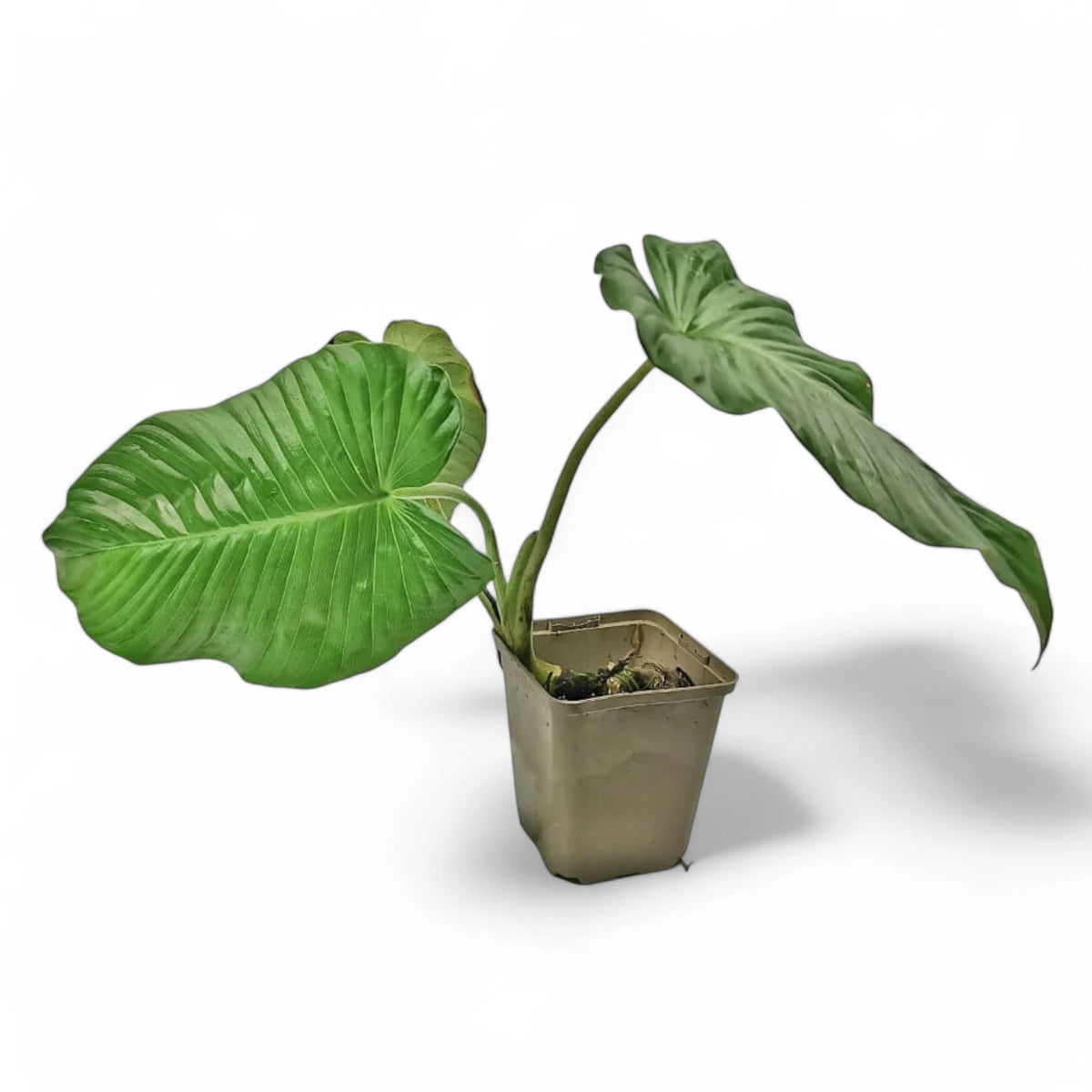 Adelonema picturatum potted plant in nursery pot on white background.