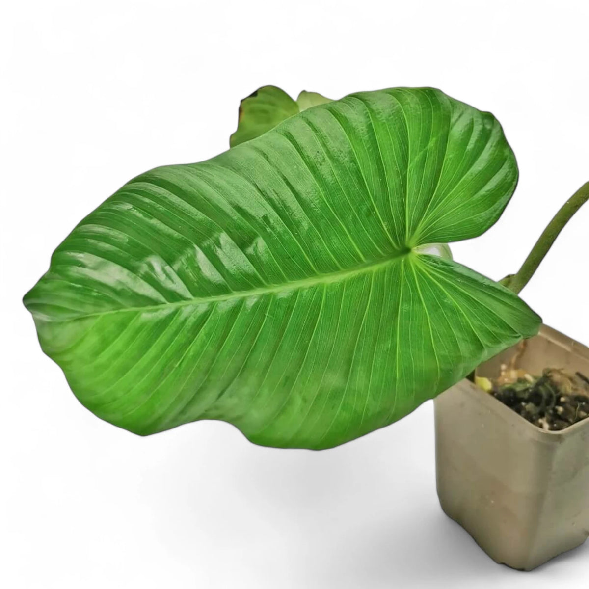 Adelonema picturatum potted plant in nursery pot on white background.