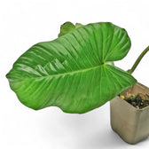 Adelonema picturatum potted plant in nursery pot on white background.