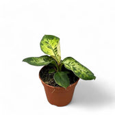 Adelonema wallisii 'Camouflage' potted plant in nursery pot on white background.
