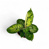 Adelonema wallisii 'Camouflage' potted plant in nursery pot on white background.
