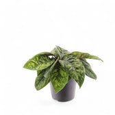 Adelonema wallisii 'Camouflage' potted plant in nursery pot on white background.