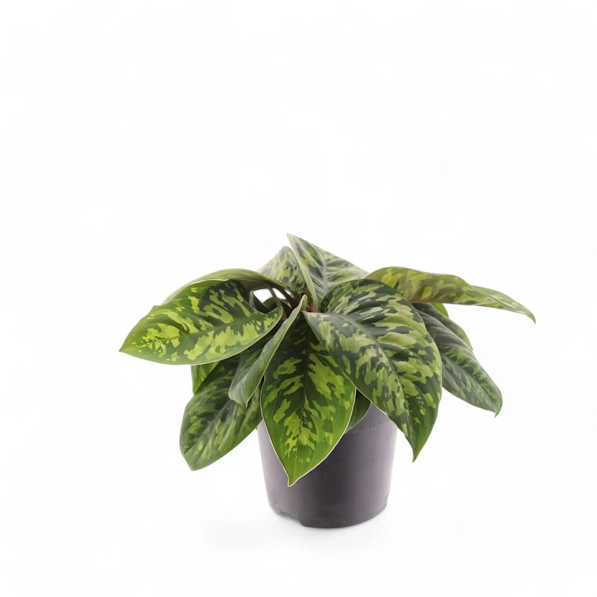 Adelonema wallisii 'Camouflage' potted plant in nursery pot on white background.