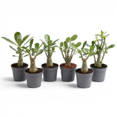 Adenium obesum desert rose baby plant in a nursery pot.