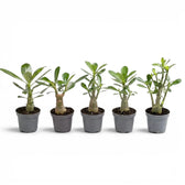 Adenium obesum desert rose baby plant in a nursery pot.
