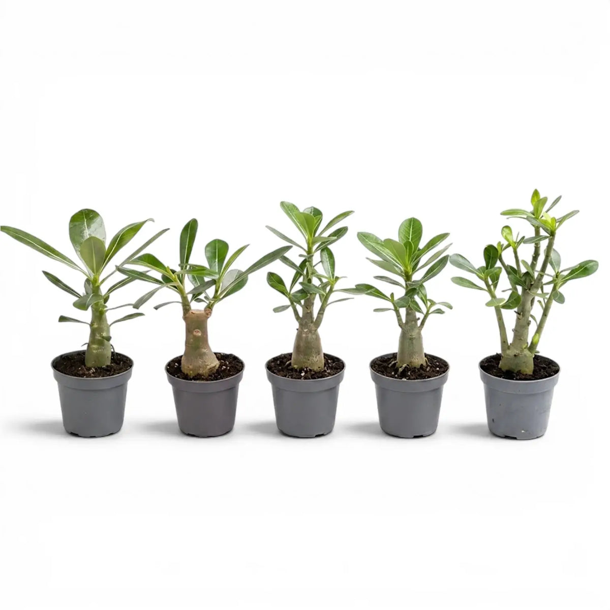 Adenium obesum desert rose baby plant in a nursery pot.