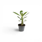 Adenium obesum desert rose baby plant in a nursery pot.