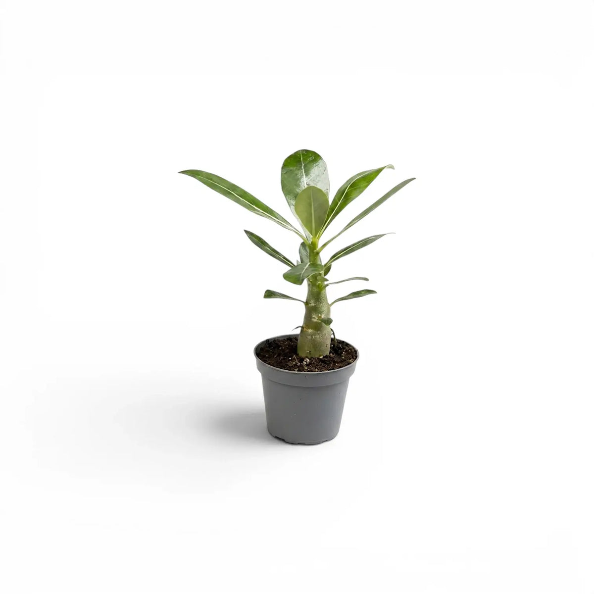 Adenium obesum desert rose baby plant in a nursery pot.