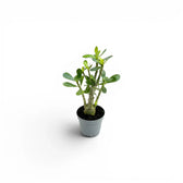 Adenium obesum desert rose baby plant in a nursery pot.