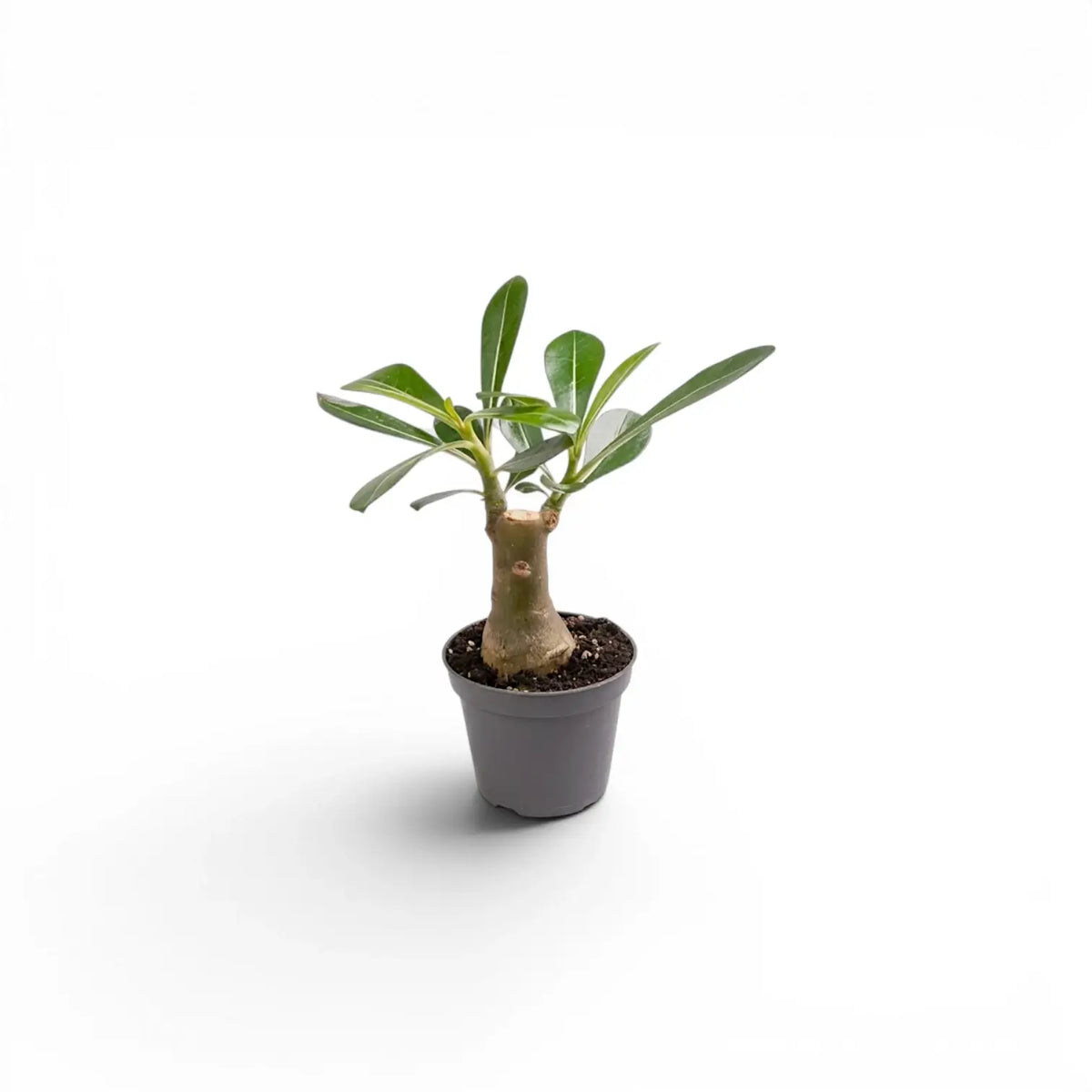 Adenium obesum desert rose baby plant in a nursery pot.
