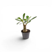 Adenium obesum desert rose baby plant in a nursery pot.