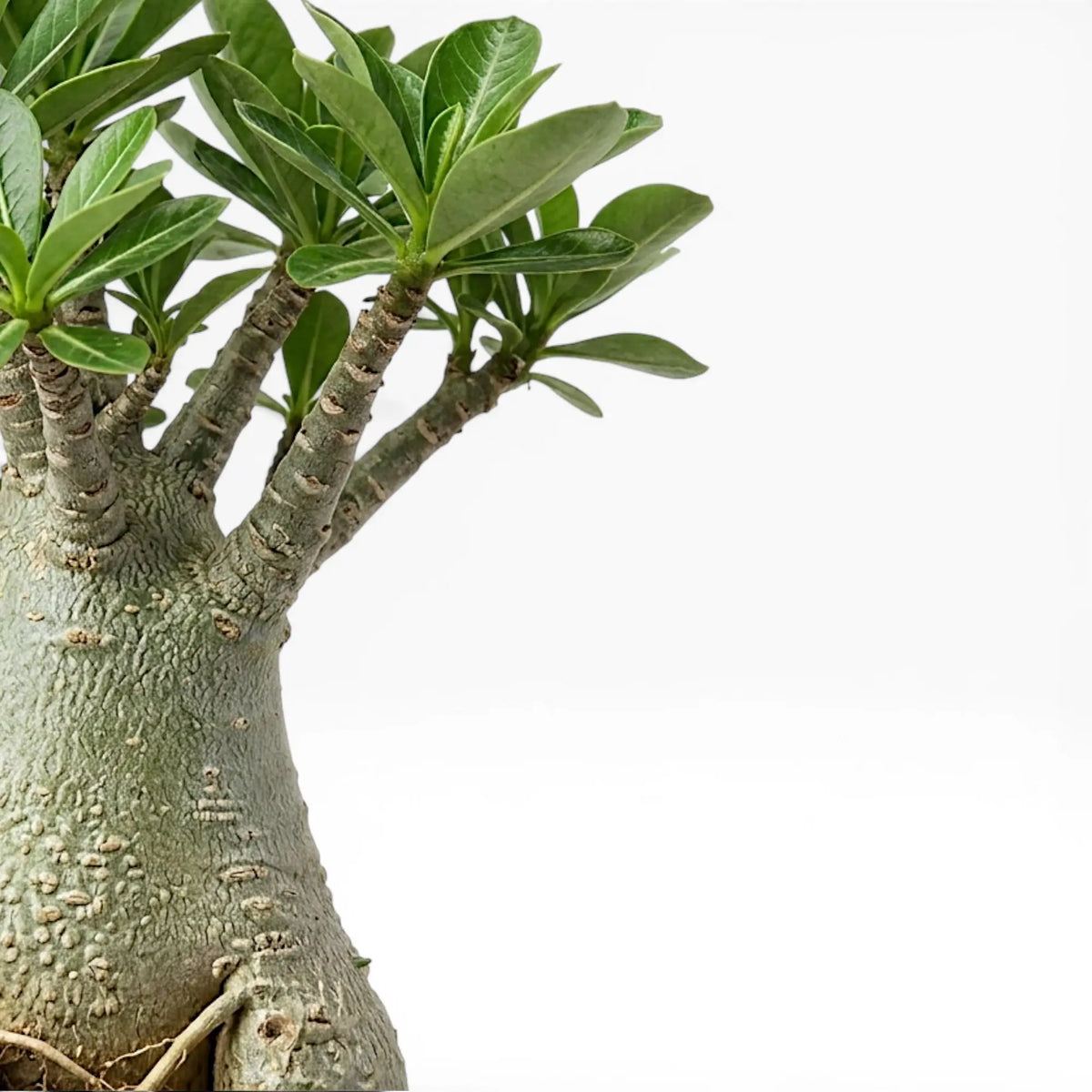 Adenium obesum desert rose foliage and thick trunk detail.