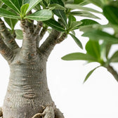Adenium obesum desert rose foliage and thick trunk detail.