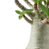 Adenium obesum desert rose foliage and thick trunk detail.