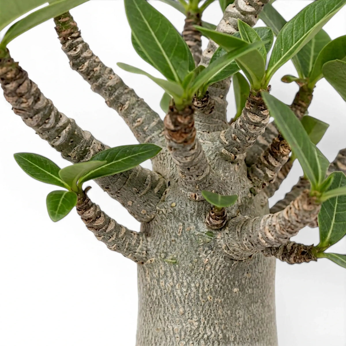 Adenium obesum desert rose foliage and thick trunk detail.