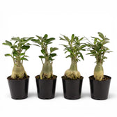 Adenium obesum desert rose plant in a nursery pot.