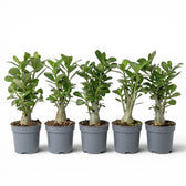 Adenium obesum desert rose plant in a nursery pot.