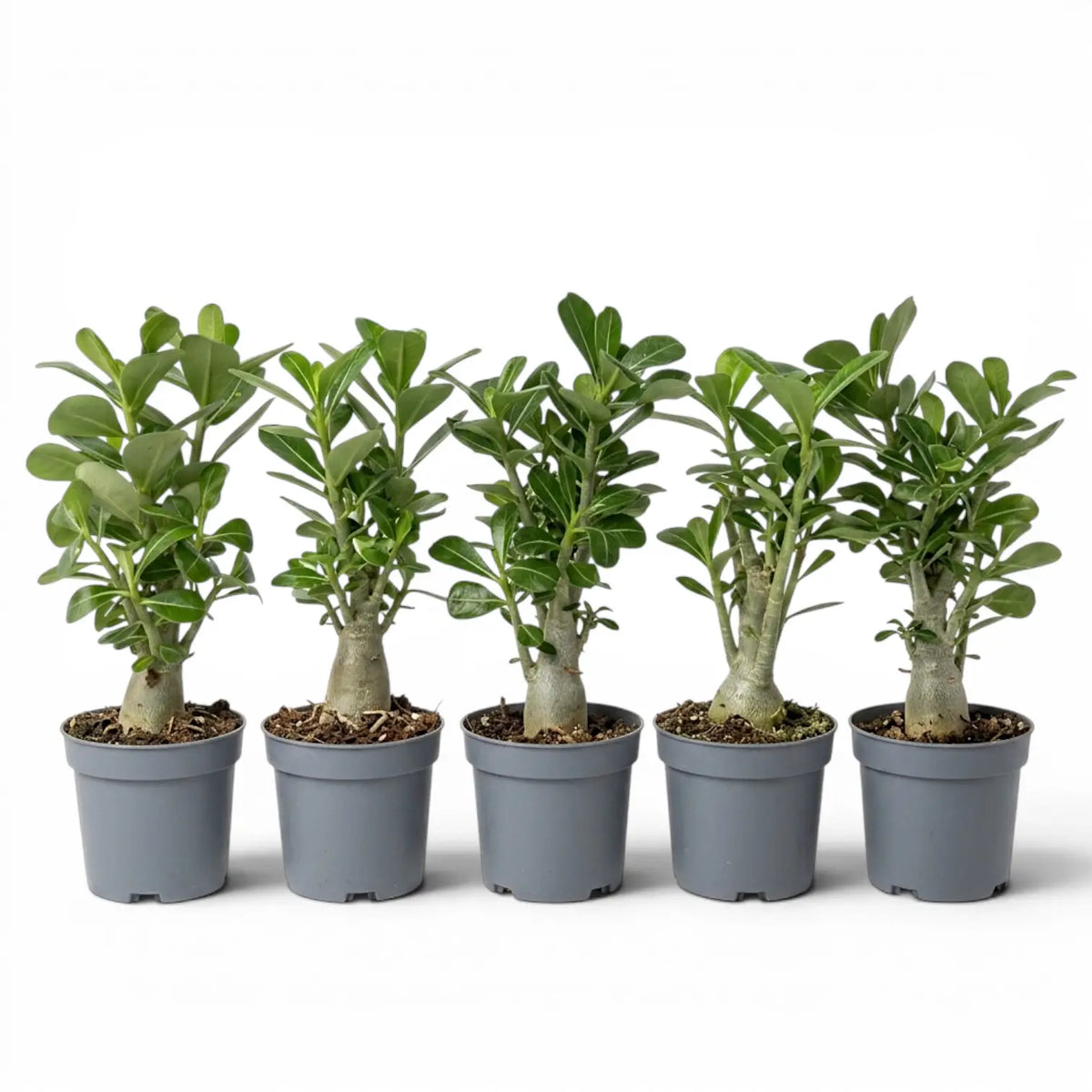 Adenium obesum desert rose plant in a nursery pot.