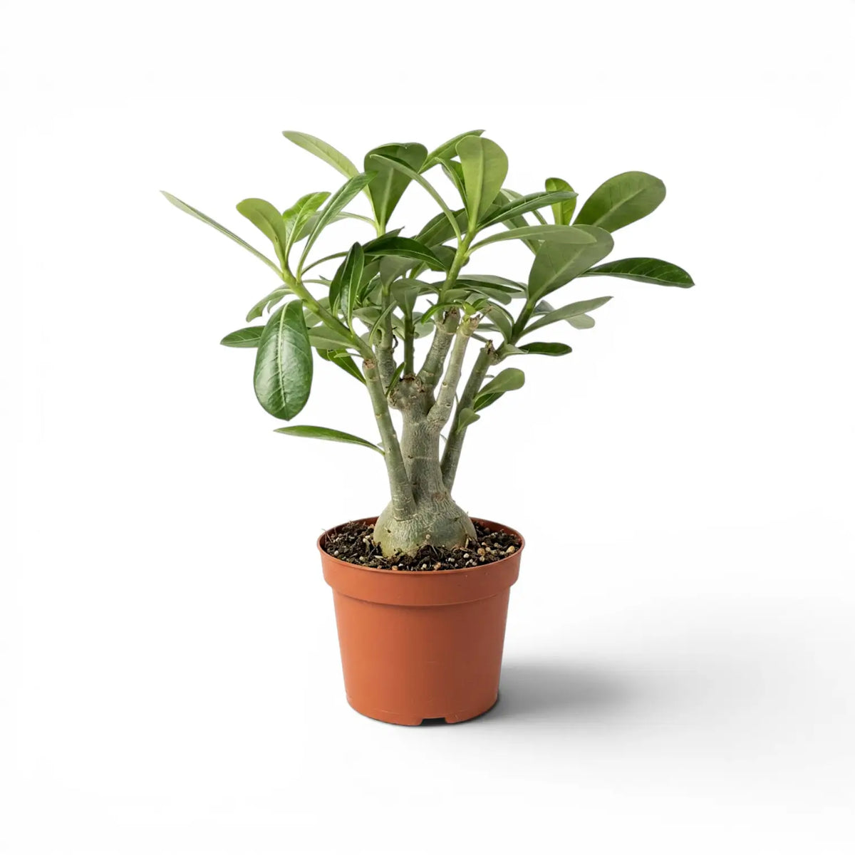 Adenium obesum desert rose plant in a nursery pot.
