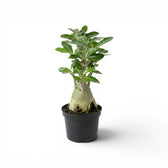 Adenium obesum desert rose plant in a nursery pot.