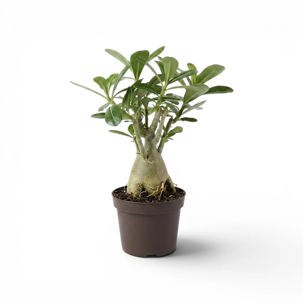 Adenium obesum desert rose plant in a nursery pot.