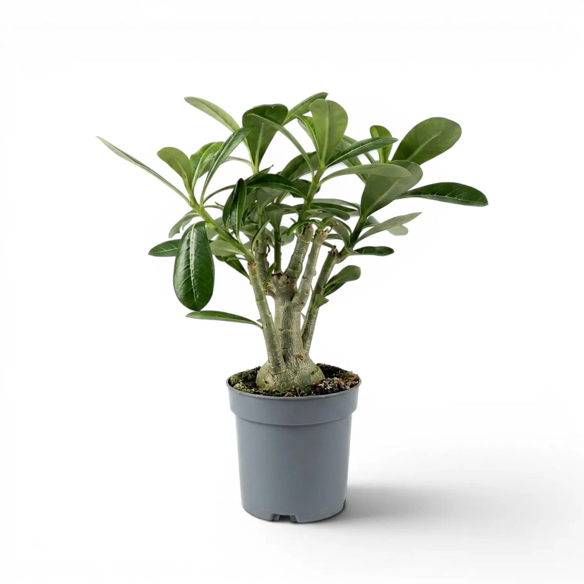 Adenium obesum desert rose plant in a nursery pot.