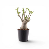Adenium obesum desert rose plant in a nursery pot.