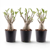 Adenium obesum desert rose plant in a nursery pot.