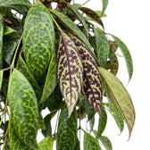 Aeschynanthus marmoratus foliage close-up with marbled green leaves.