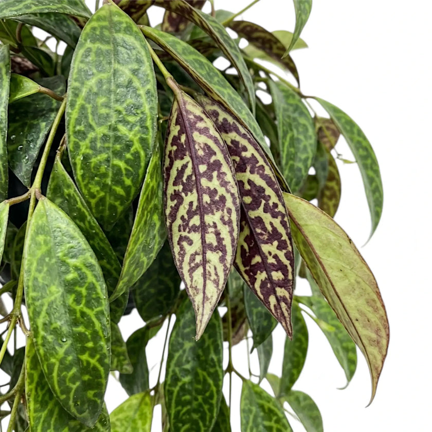 Aeschynanthus marmoratus foliage close-up with marbled green leaves.