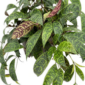 Aeschynanthus marmoratus foliage close-up with marbled green leaves.