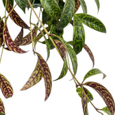 Aeschynanthus marmoratus foliage close-up with marbled green leaves.