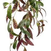 Aeschynanthus marmoratus foliage close-up with marbled green leaves.