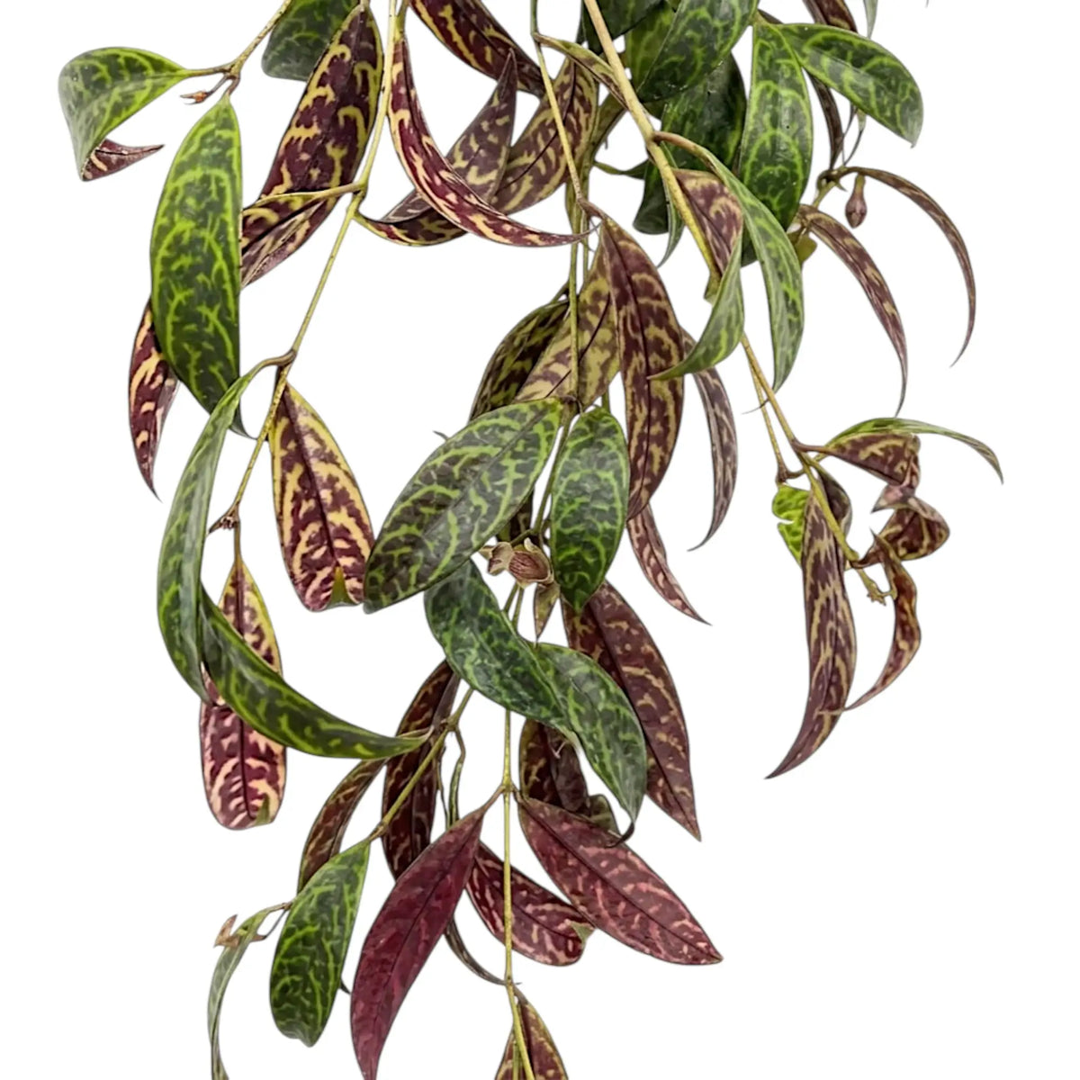 Aeschynanthus marmoratus foliage close-up with marbled green leaves.