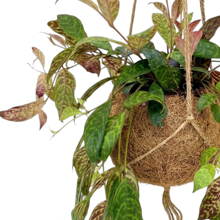 Aeschynanthus marmoratus trailing from a coconut-fibre planter with mottled green leaves