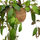 Grün marmorierte Blätter und herabhängende Triebe von Aeschynanthus marmoratus in einer Kokodama-Kugel