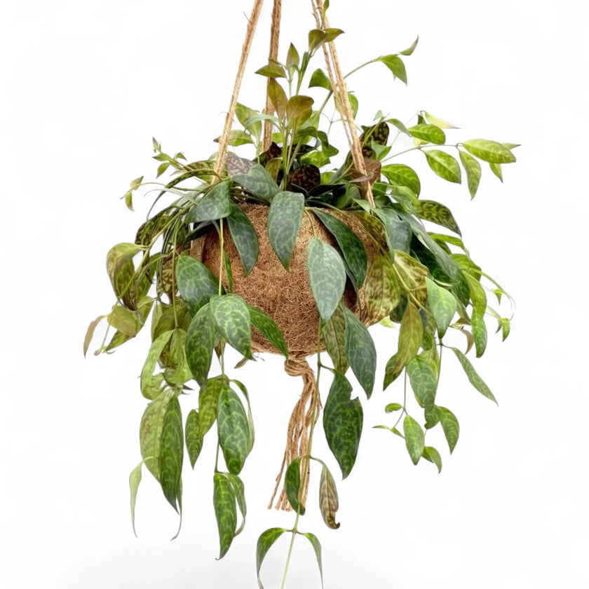 Hanging Aeschynanthus marmoratus with long leafy vines below a coconut-fibre ball