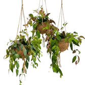 Drei Kokodama-Kugeln mit Aeschynanthus marmoratus und herabhängenden Trieben