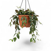 Aeschynanthus marmoratus plant in a nursery pot.