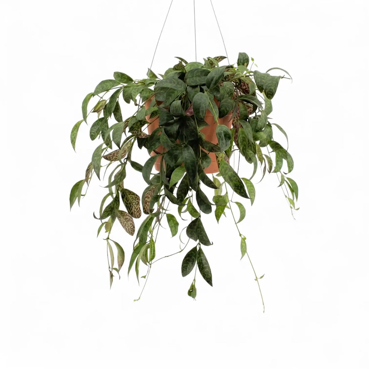 Aeschynanthus marmoratus plant in a nursery pot.